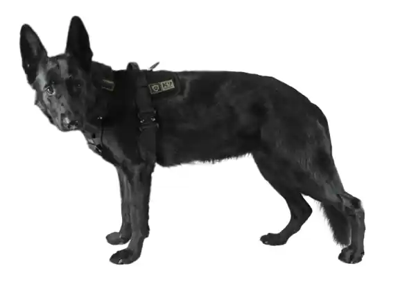 Akční Nabídka K9 Thorn postroj Delta, černý