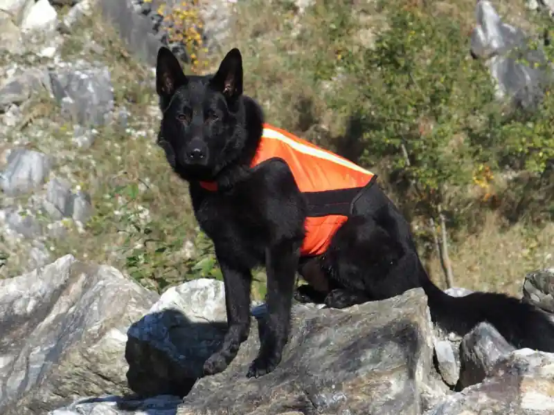 K9 Thorn reflexní vesta, S Expresní Doručení