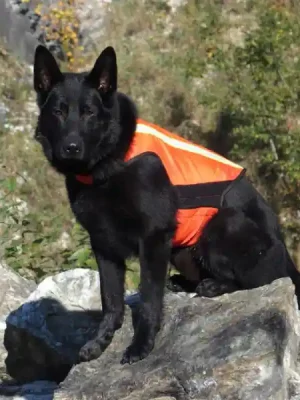 Sleva K9 Thorn reflexní vesta, M